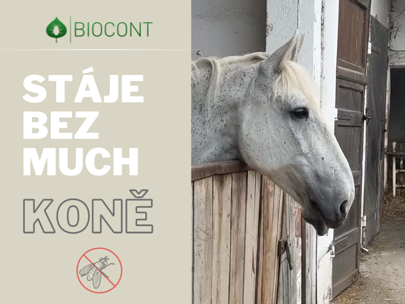 I u koní lze úspěšně aplikovat biologickou ochranu proti mouchám
