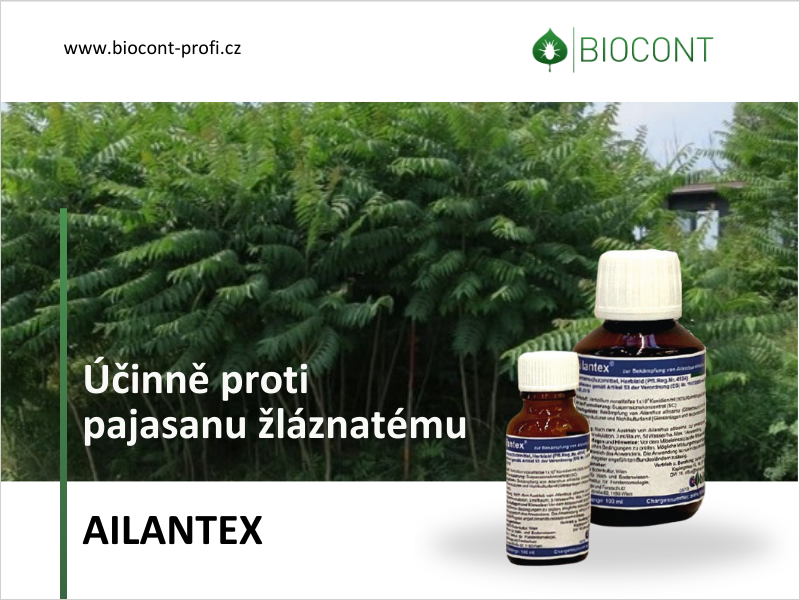 Ailantex proti pajasanu žláznatému získal povolení v ČR