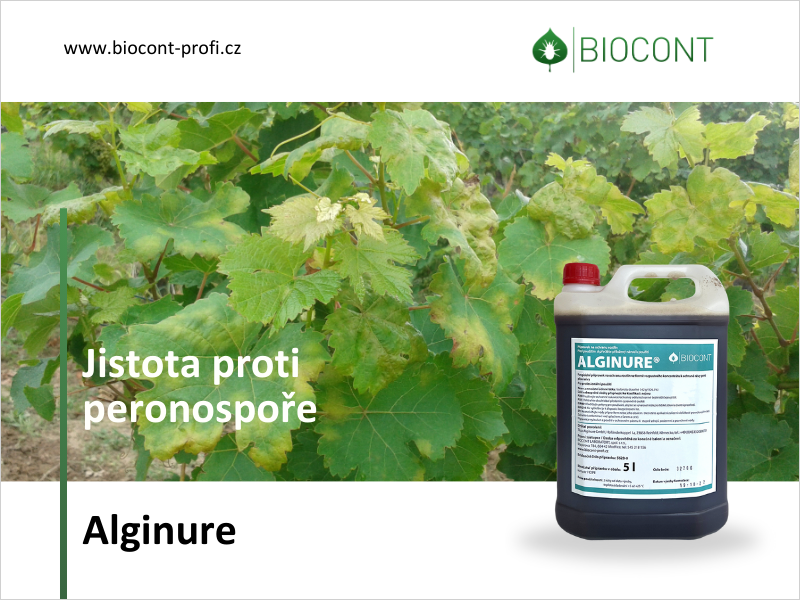 Peronospora nemá šanci