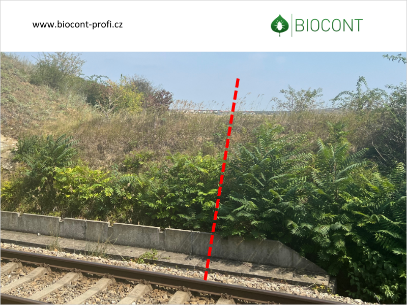 FOTOREPORT: Odumírání pajasanu po 1. roce působení Ailantexu