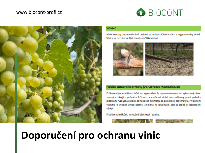 Odebírejte pravidelné Doporučení pro ochranu vinic