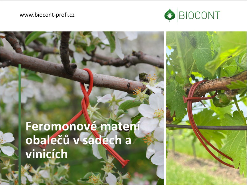 Feromonové matení obalečů