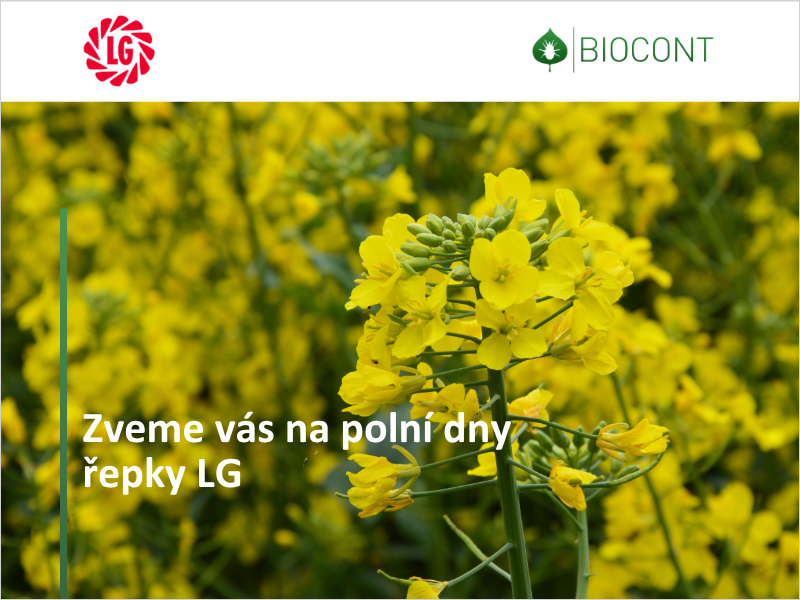Polní dny řepky LG - termíny 2025