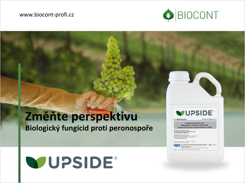 Dvojí účinek proti peronospoře nabízí novinka UPSIDE