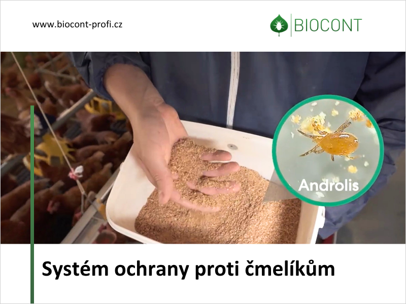 Čmelík kuří v podestýlkových chovech: Jak na něj bez chemie?