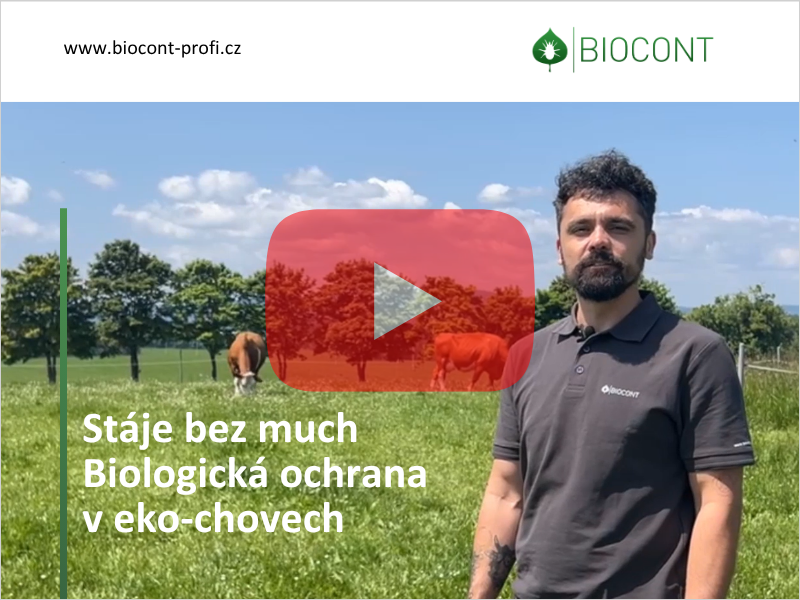 Stáje bez much: Biologická ochrana i pro ekologické chovy