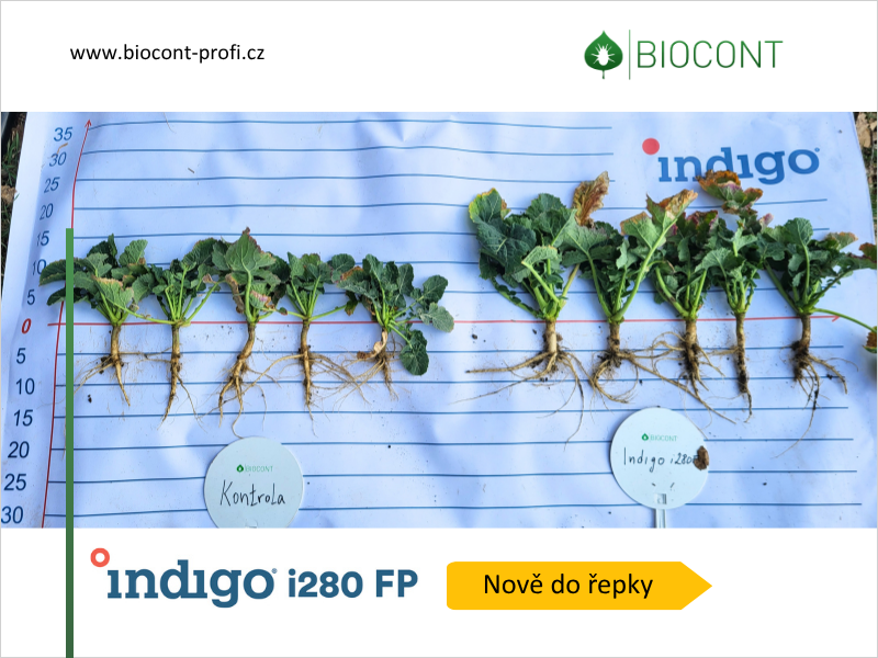 Indigo zlepšuje růst řepky