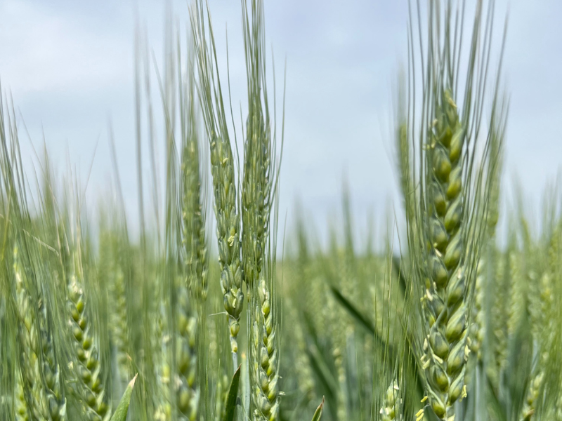 Odborný seminář pro polní produkci 2023 - Hustopeče