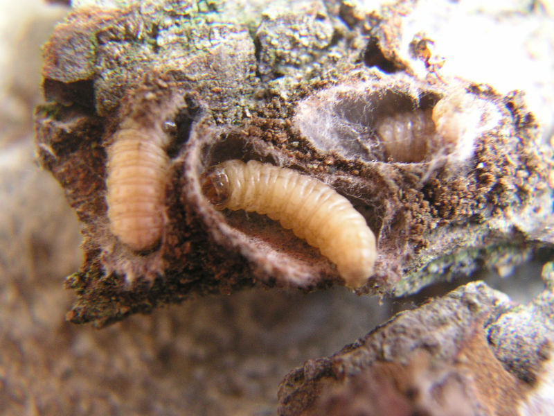 Novinka v boji proti obaleči jablečnému