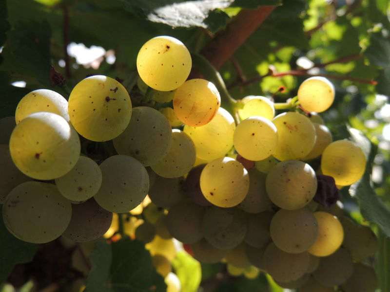 Produkce v biokvalitě