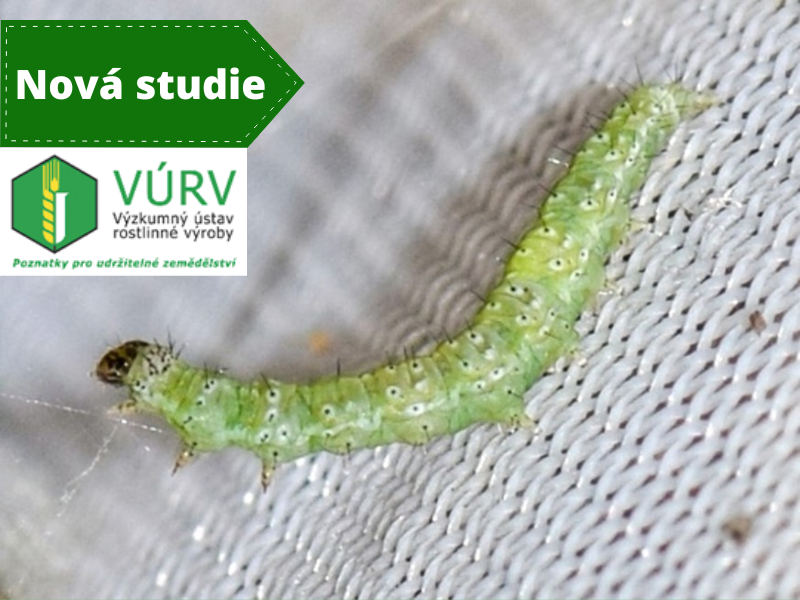 Vysoká účinnost na zápředníčka polního prokázána Lepinoxem