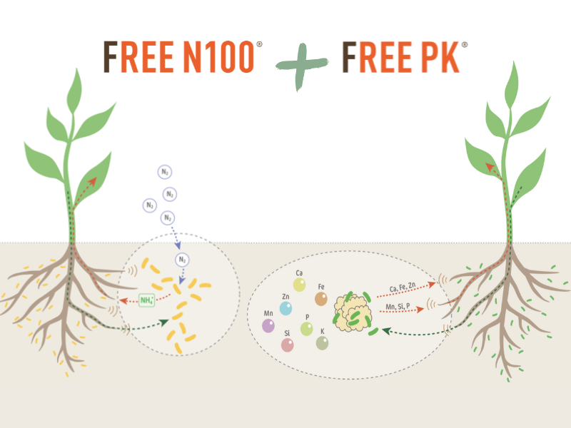 Jak obohatit půdu o živiny a zvýšit její biologickou aktivitu?