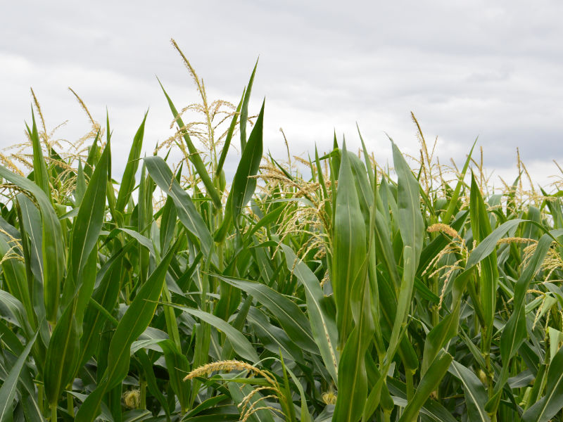 Pozvánka na polní den kukuřice LG