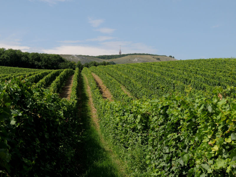 Seminář k ochraně révy vinné, ovoce a zeleniny