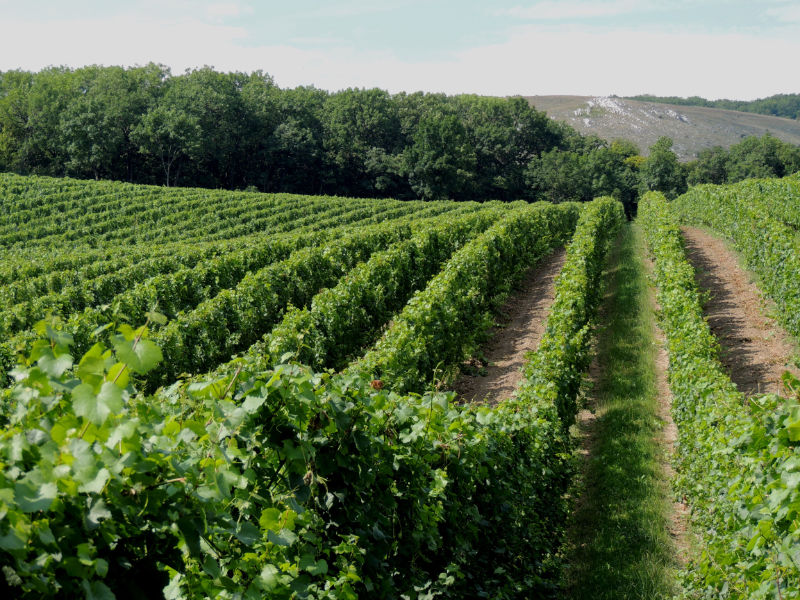 Seminář pro pokročilé biovinaře