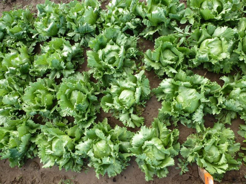 Zelinářské dny - 28.1 - 29.1 2019