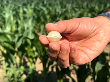 Trichoplus kapsle v ruce