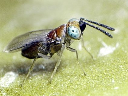 Anagyrus fusciventris female web