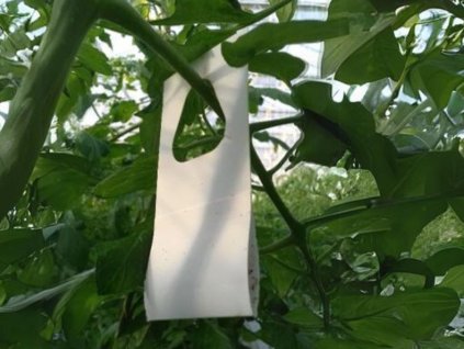 TrichoPlus C upr web2