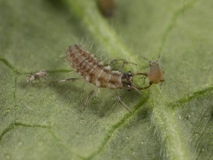 CHRYSOPA (Chrysoperla carnea) web