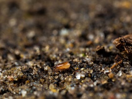 Macro Mite Macrocheles robustulus web