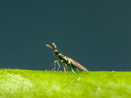 Diglyphus isaea Koppert Biological Systems 5 web