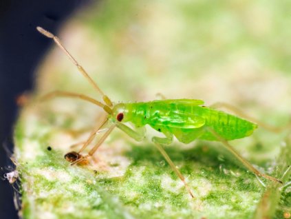 Macrolophus pygmaeus Koppert BIological Systems 11 web