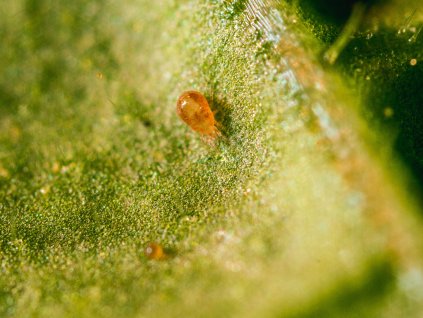 Neoseiulus californicus Koppert BIological Systems 2