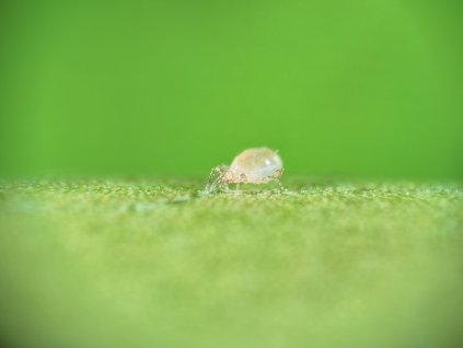 Amblyseius swirskii Swirski Mite Koppert (2) web