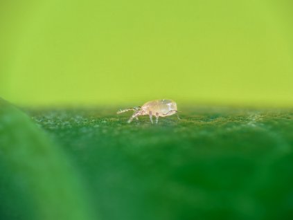 Neoseiulus cucumeris Thripex Koppert web