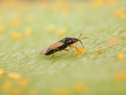 Orius laevigatus Koppert BIological Systems web