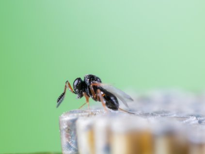 Trissolcus basalis hatching Nezapar web