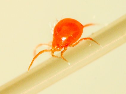 Phytoseiulus persimilis web