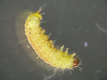 sklad zavíječ web BraconTop