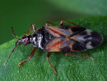 anthocoris nemoralis upr