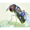 Trichogramma