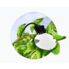 Leafcrop obr