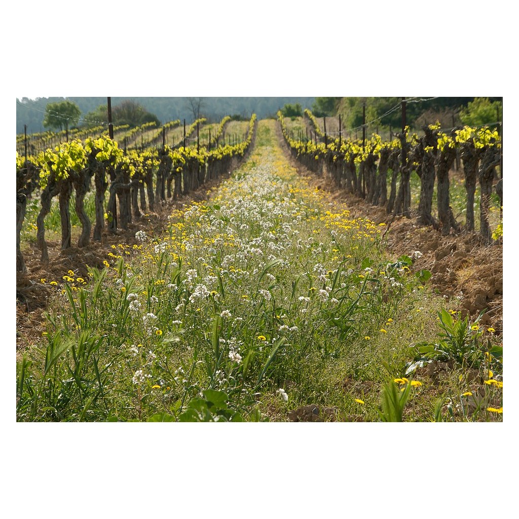 Green Mix  - Bylinné zmesi na ozelenenie medziradí viníc