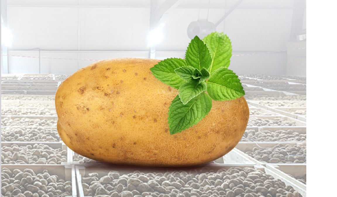 BIOX-M inhibítor klíčenia pre skladované zemiaky