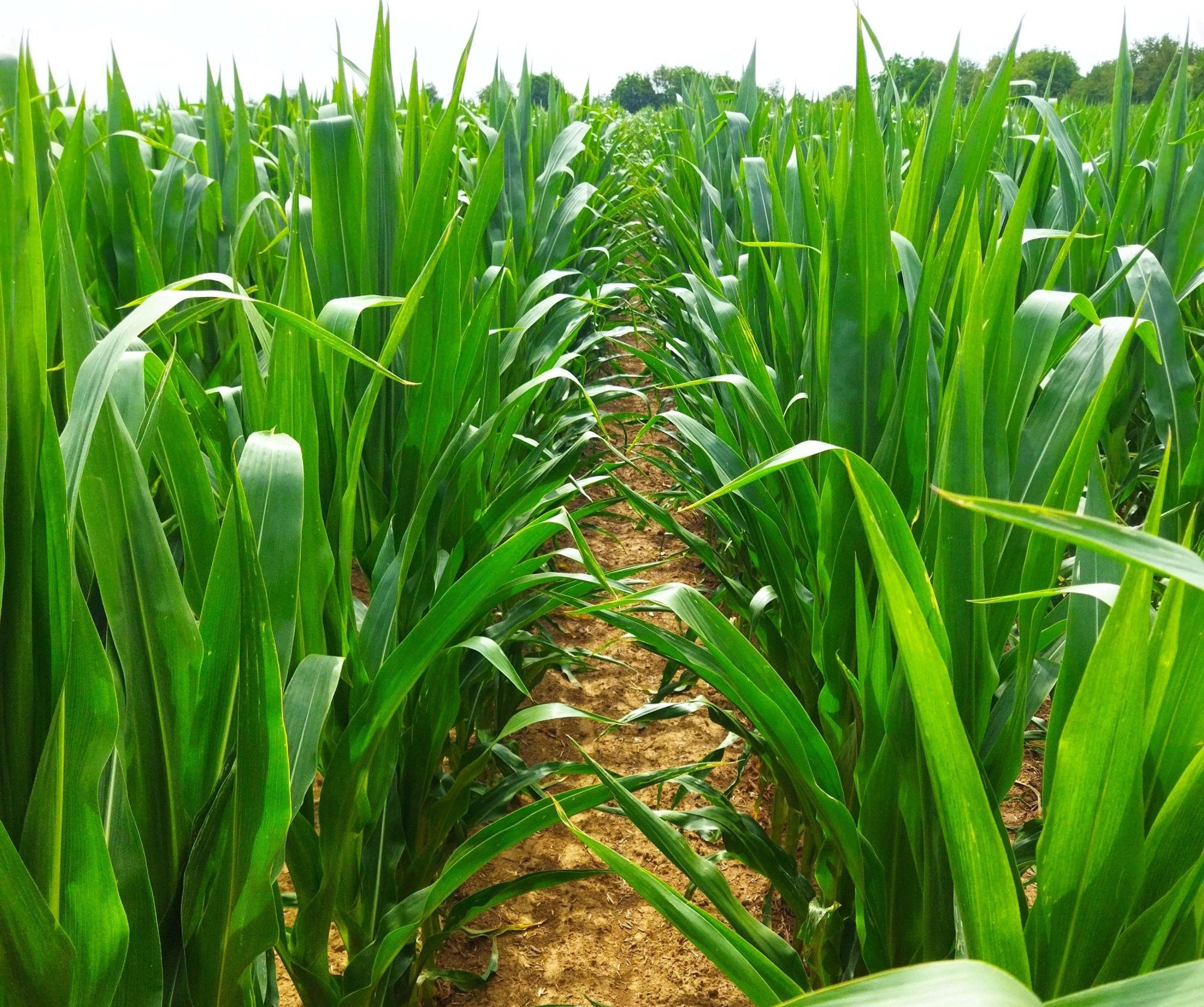 Bezrezidálna ochrana (nielen) v šetrnom hospodárení pri pestovaní SLADKEJ KUKURICE