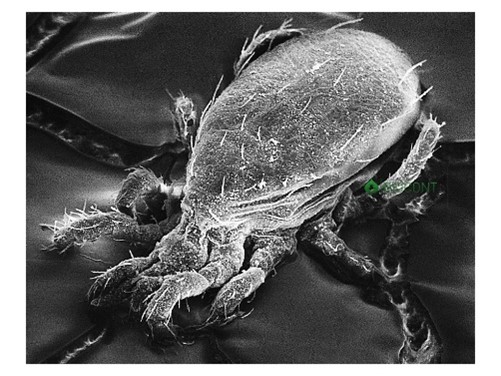 Zoznámte sa - dravý roztoč Typh. pyri -  naša biologická ochrana