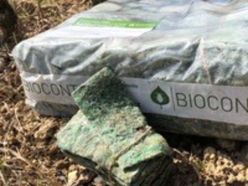 Dravý roztoč - Typh. pyri -  NA ROK 2025 JE UŽ VYPREDANY !!!