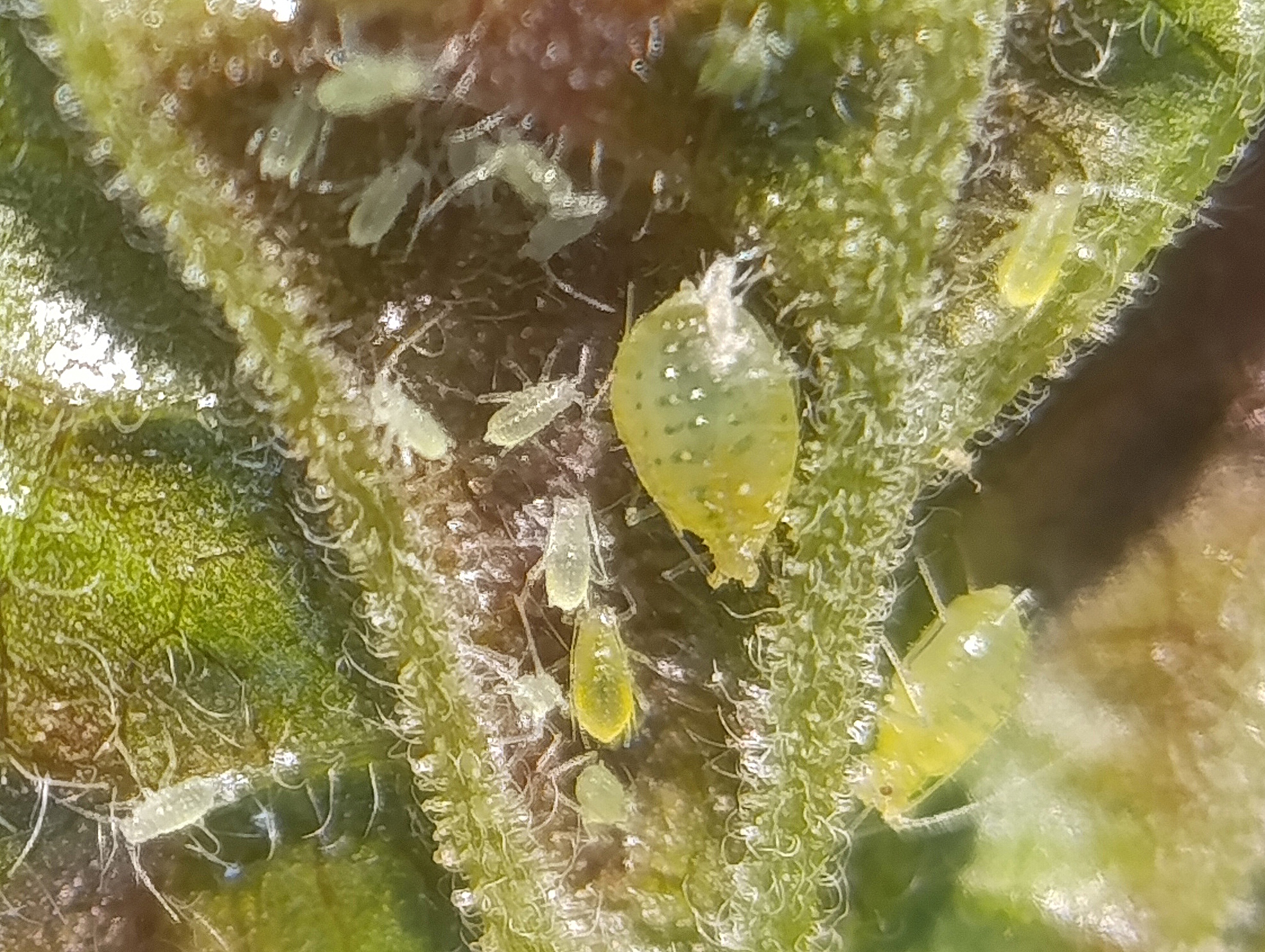 NeemAzal T/S a Wetcit, ideálna kombinácia proti voškám