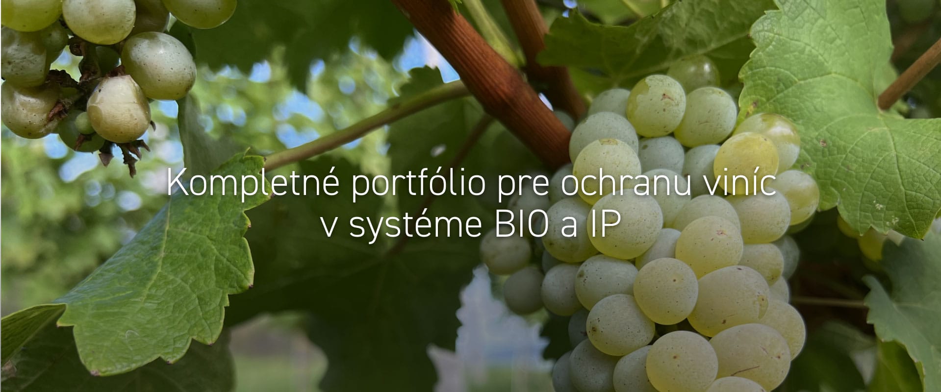 Kompletné portfólio pre ochranu viníc v systéme BIO a IP