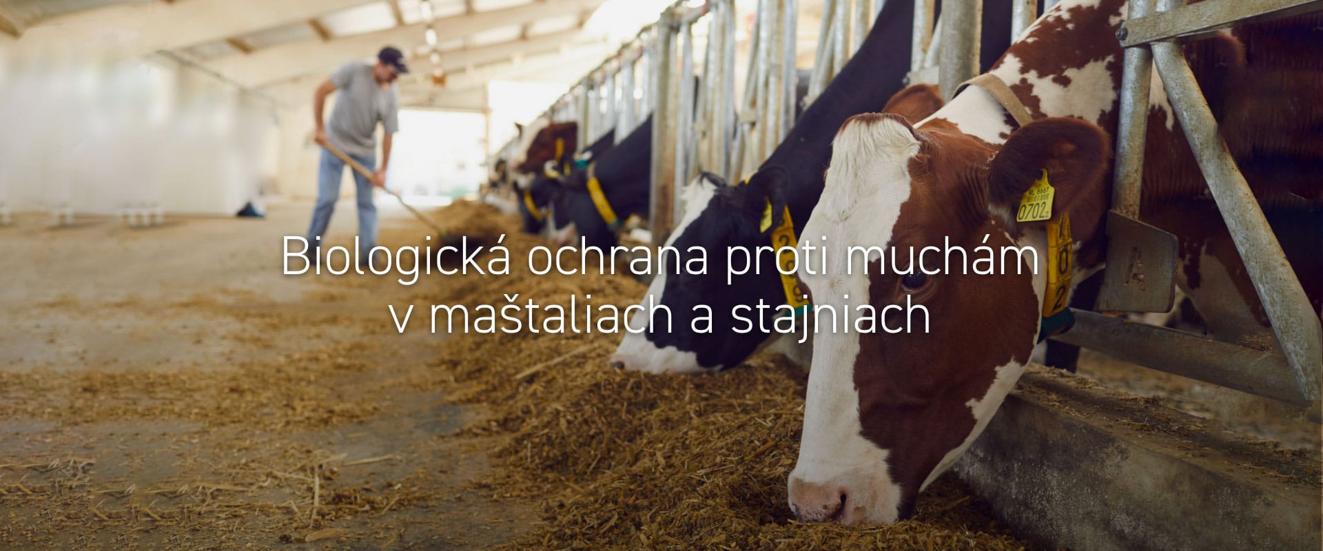 Biologická ochrana proti muchám v maštaliach a stajniach
