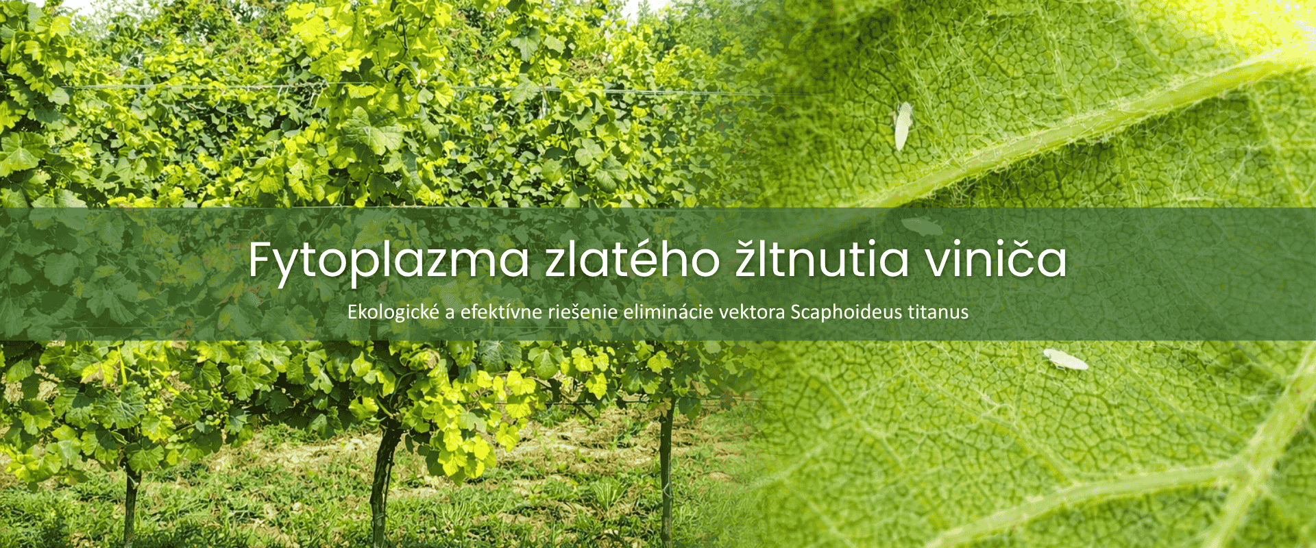 Fytoplazma zlatého žltnutia viniča