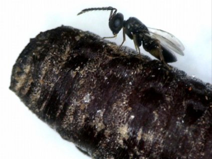 Muscidifurax raptorellus on pupae