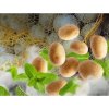 Snímka obrazovky 3 10 2024 115953 www.biocont profi.cz
