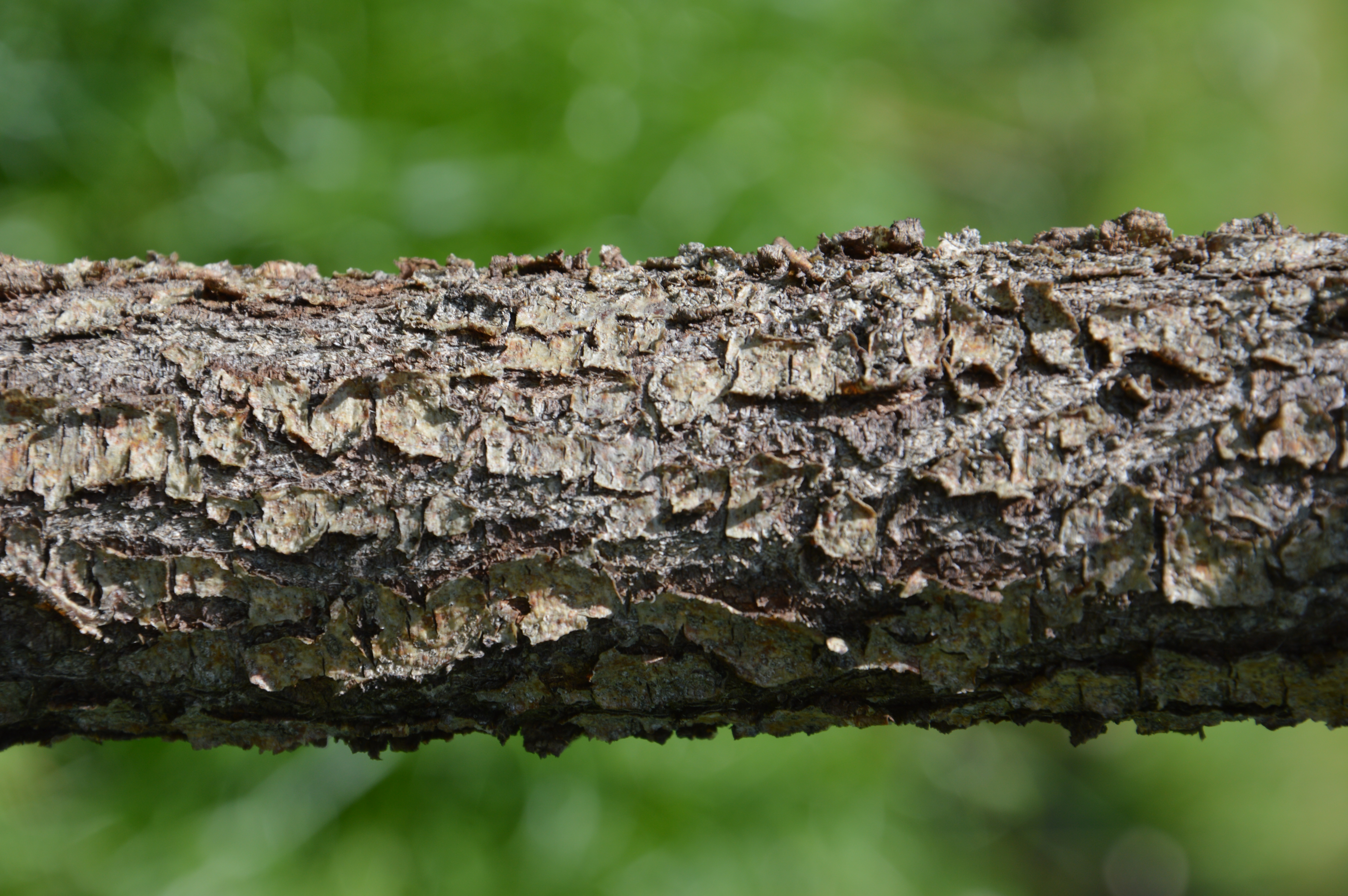 Korová nekróza peckovin