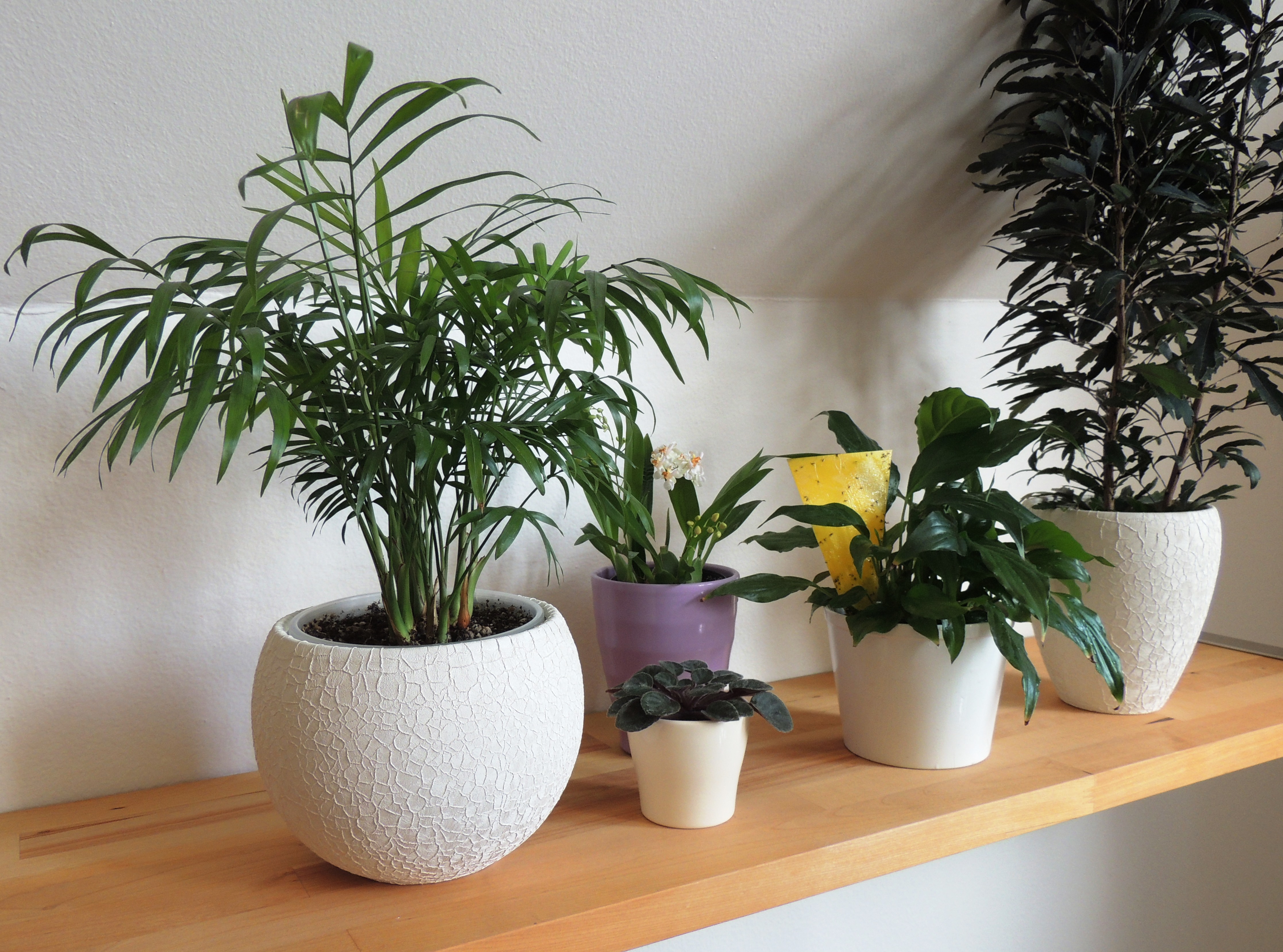 Smutnice. Malé černé otravné mušky, které trápí snad každou druhou domácnost, ale jak se jich účinně zbavit?